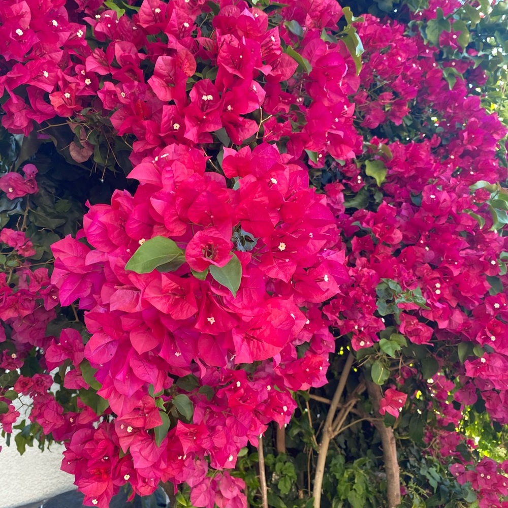 Meet your Posher, Claudia